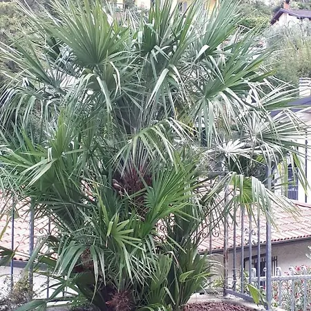 Apartment Carlotta Tremosine